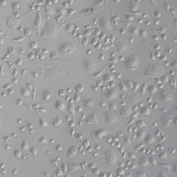 Porcine macrophages M2